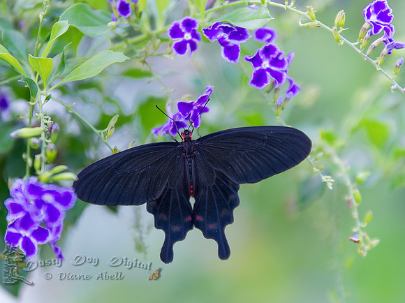 Pink Rose Butterfly