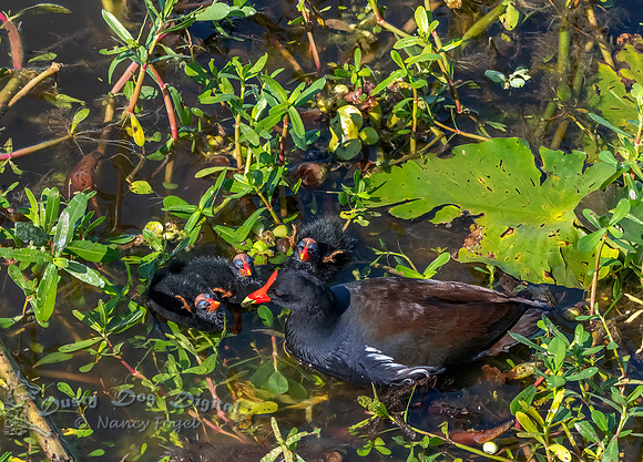 Common Gallinule Feeding 5 Day Old Chicks, Celery Field, Sarasota