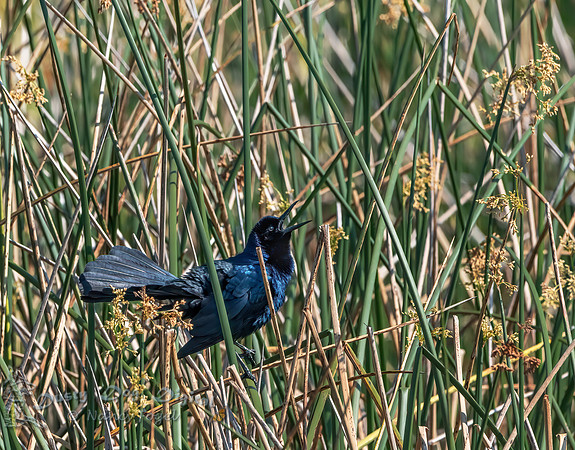 Common Grackle