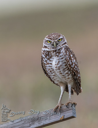 Burrowing Owl