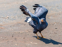 Common Black Hawk