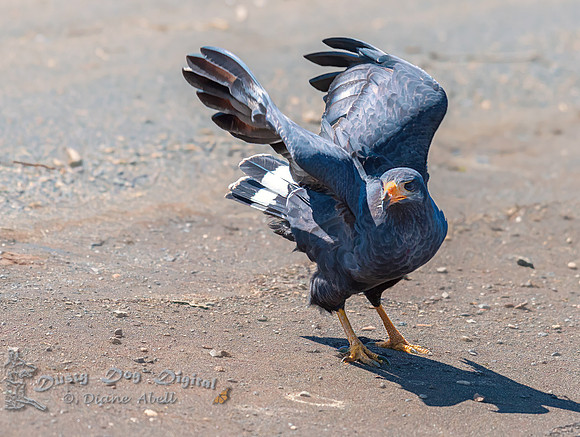 Common Black Hawk