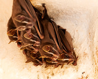 Bats