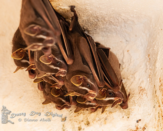 Bats