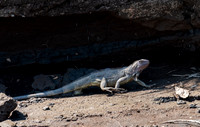 Black Iguana