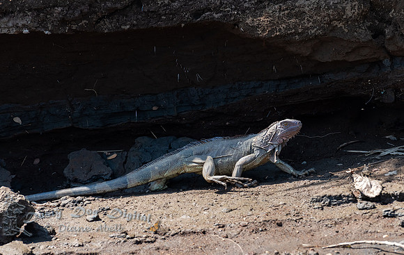Black Iguana