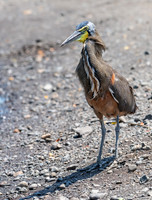 Bare-throated Tiger Heron
