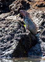 Green Iguana