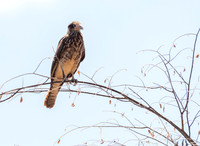 Yellow-headed Caracara