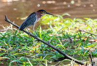 Green Heron