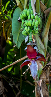 Bananas