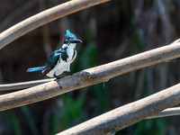 Amazon Kingfisher