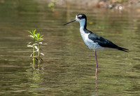 Black-necked Stilt