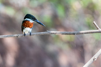 Green Kingfisher