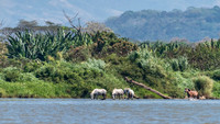 Horses