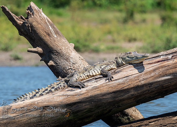 Young Crocodile