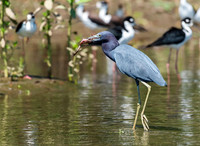 Little Blue Heron