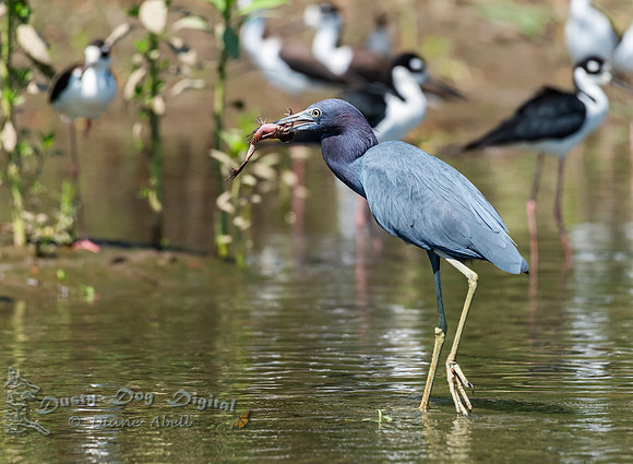 Little Blue Heron