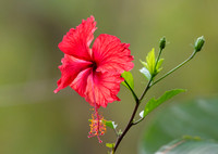 Hibiscus