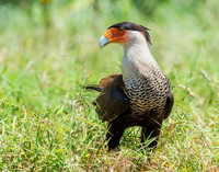 Crested Caracara