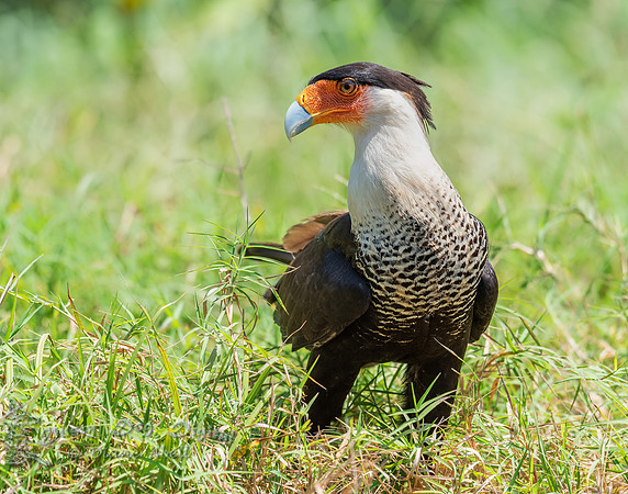Crested Caracara