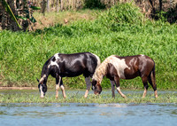 Pintos