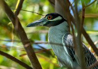Night Heron
