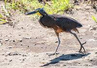 Bare-throated Tiger Heron