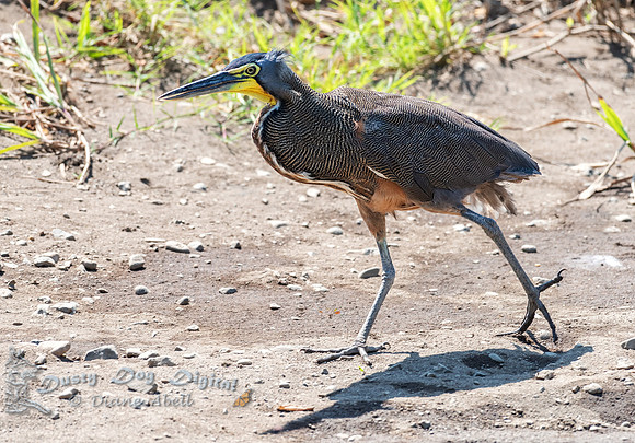 Bare-throated Tiger Heron