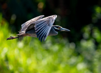 Night Heron
