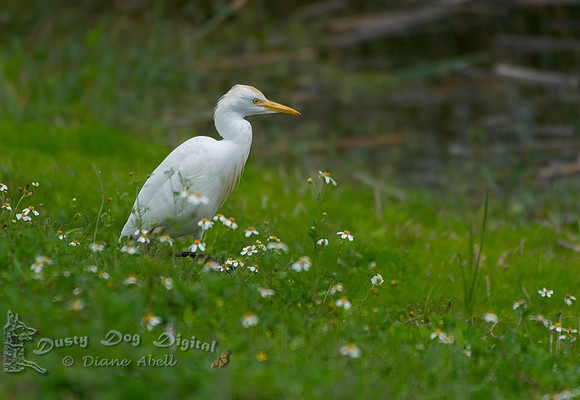 Cattle Egret