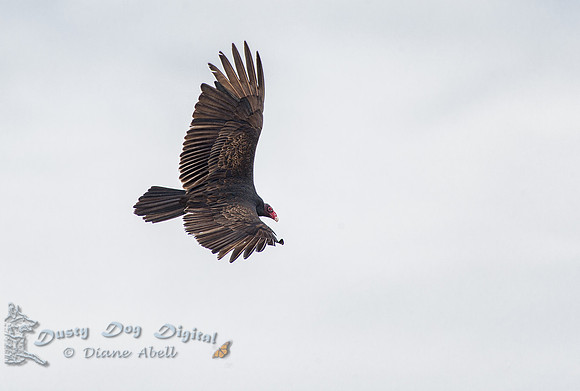 Turkey Vulture