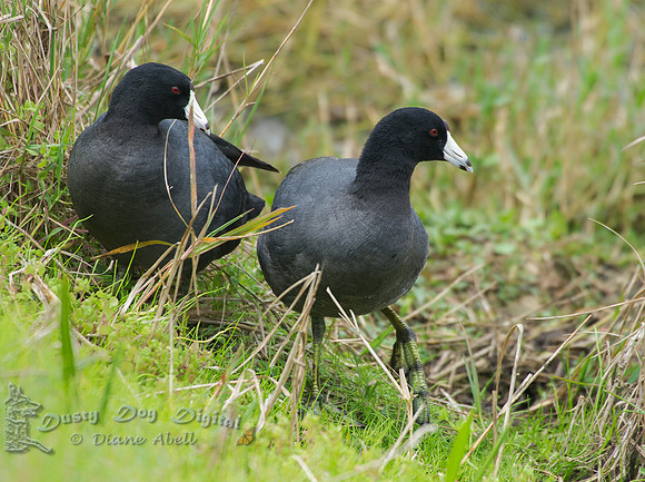 American Coot