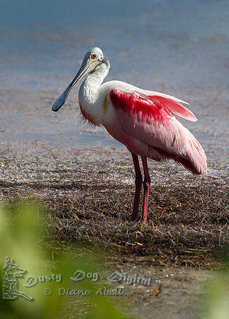 Roseate Spoonbill