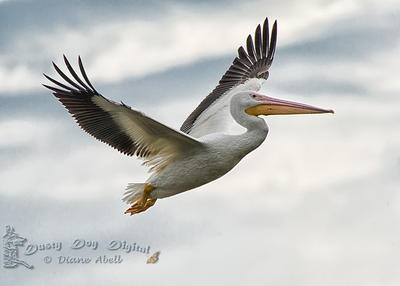 White Pelican