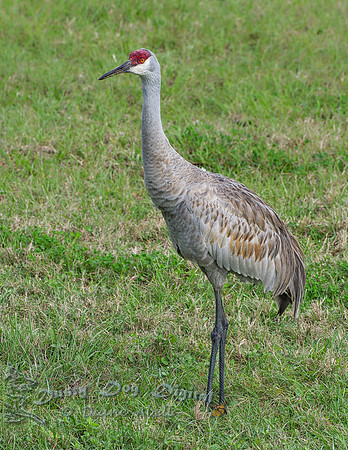 Sandhill Crane