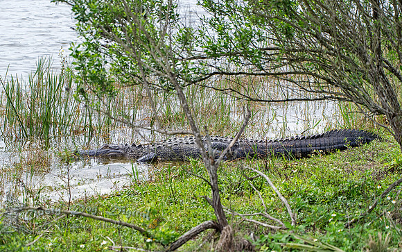 Alligator