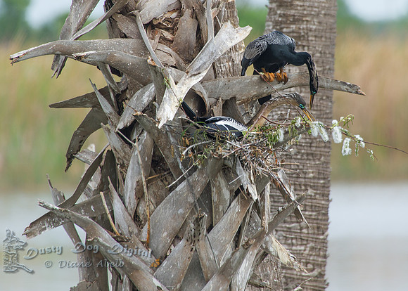 Anhinga Pair