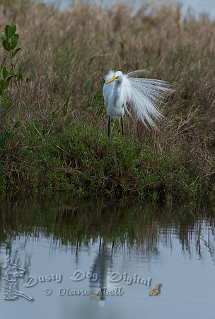 Great Egret