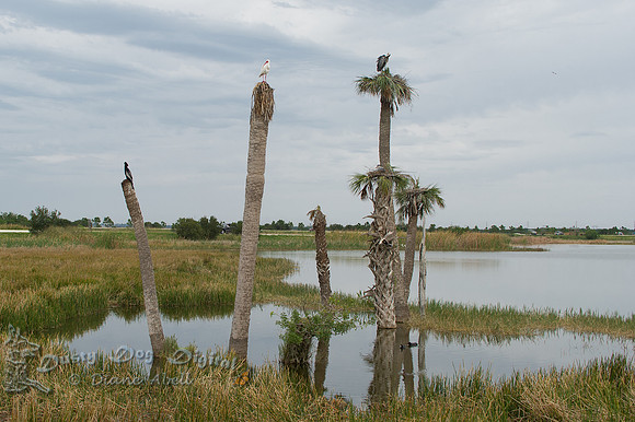 Viera Wetlands, Melbourne, FL