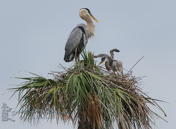 Great Blue Heron and Chick