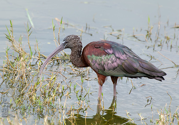 Glossy Ibis, adult non-breeding
