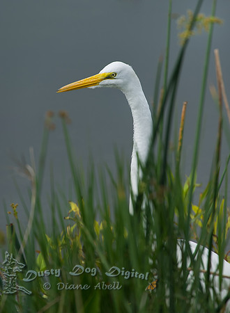 Great Egret Portrait