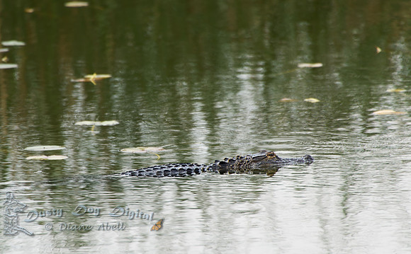 Alligator
