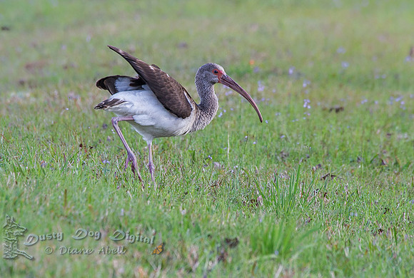 Juvenile White Ibis