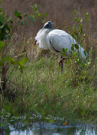 Wood Stork