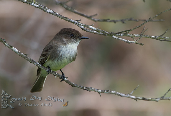 Eastern Phoebe
