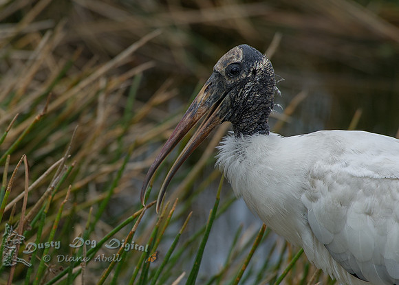 Wood Stork Portrait