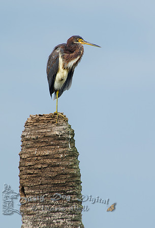 Tricolored Heron