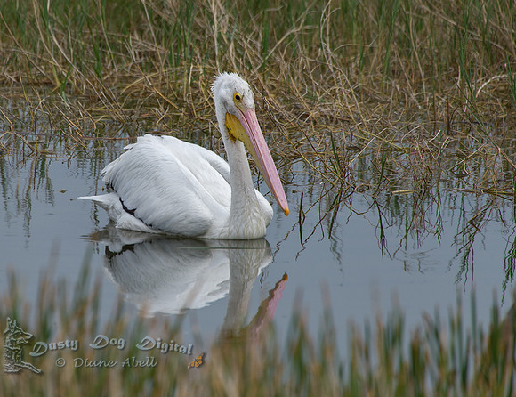 White Pelican